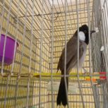 یک عدد بلبل خرما نیمه دستی