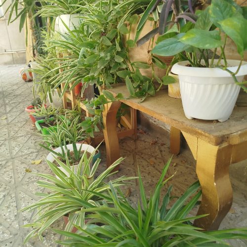 گل های خانگی