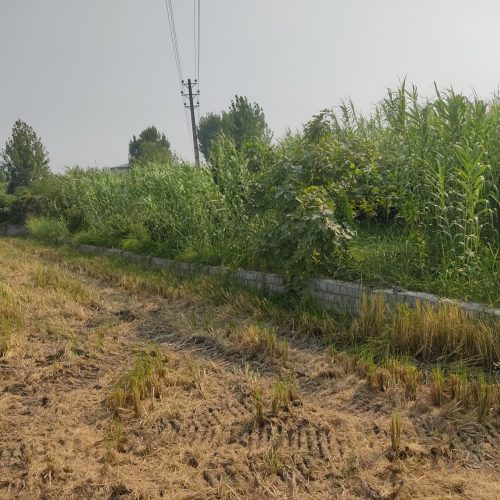 فروش 7 هزار متر زمین کشاورزی