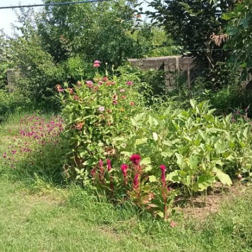 دارای 475متر زمین