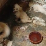 توله سگ پاکوتاه پشمالو