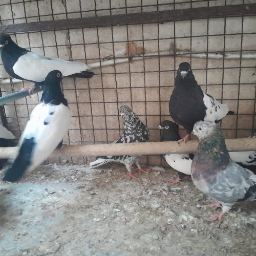 کبوتر های فروشی تمیز زینتی نربالغ ماده خوب .جوجه های تروتمیز