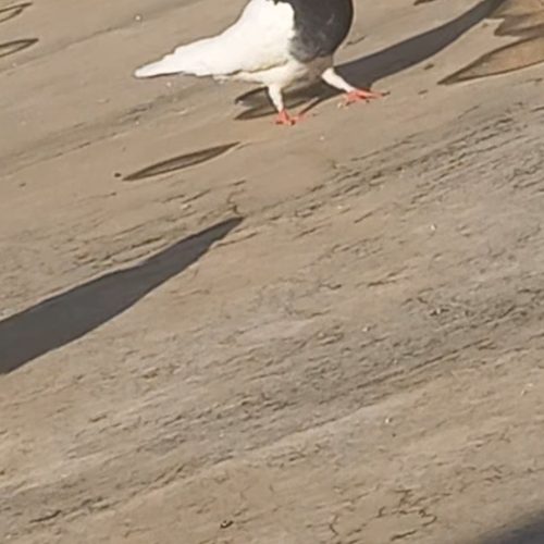 طوقی سیا جفت مفت