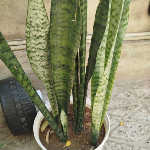 گل های خانگی