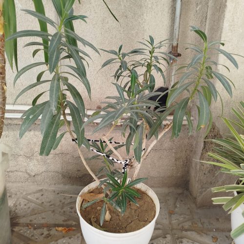 گل های خانگی