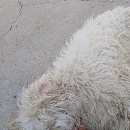 سگ شیتزو تریر خونگی واکسن زده