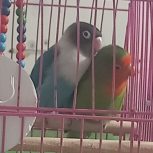 طوطی برزیلی جفت