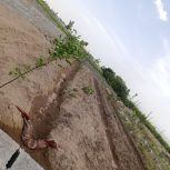 باغچه سه قواره330,متری قیمت مناسب