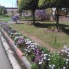 باغبانی حرفه ای