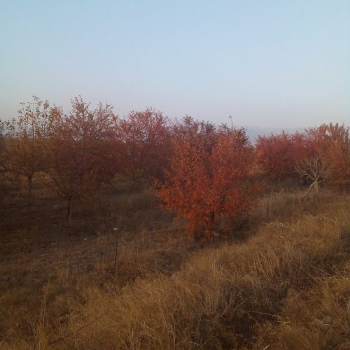 فروش فوق العاده باغ البالو