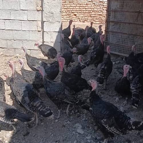فروش بوقلمون عمده