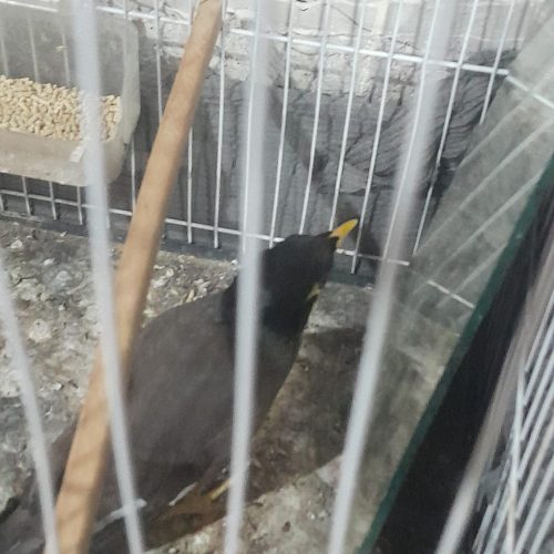 مرغ مینا پرحرف فروشی