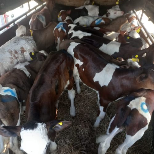 مرکز خرید فروش گوساله