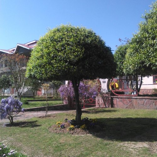 باغبانی حرفه ای