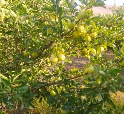 فروش سیب درختی