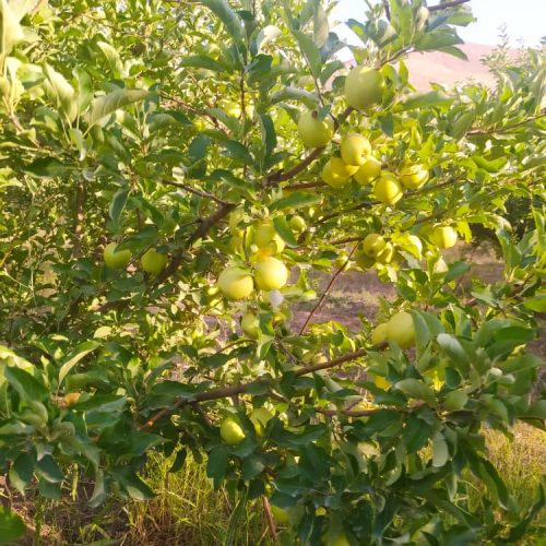 فروش سیب درختی