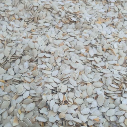 تخمه کدو پر مغز و درشت درجه 1