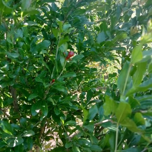 فروش زمین 450 متری