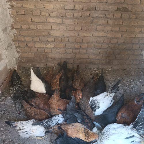 فروش جوجه شش ماهه