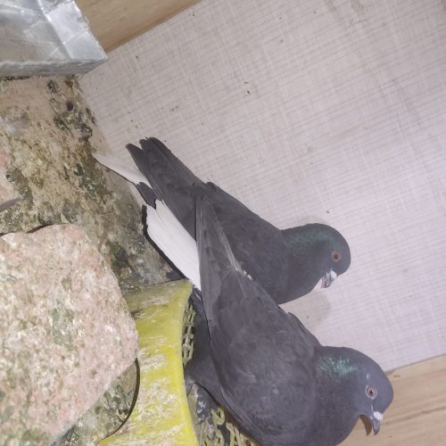 چند عدد کفتر