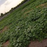 خیار شور لوبیا گوجه برارب گوجه سیاه لوبیا