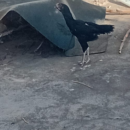 مرغ لاری همچی تمام فروشی سالم