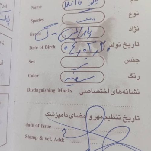 سگ پامر خرسی آپارتمانی
