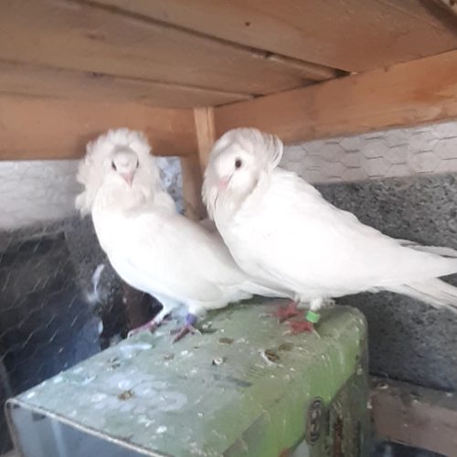 کبوتر سفید هلندی