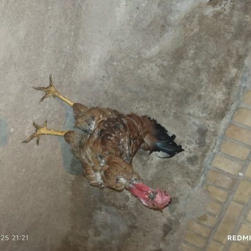 شوشتر شهرک اندیشه