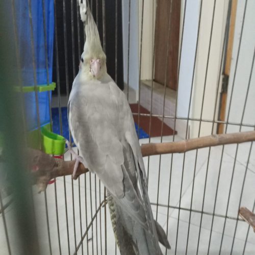 عروس هلندی نژاد خواص