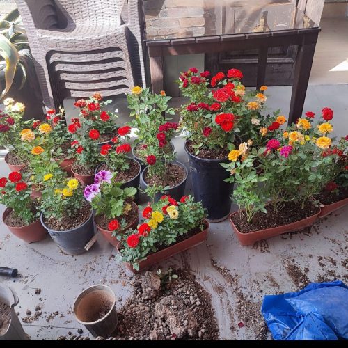 خدمات باغبانی هرسکاری گل کاری و تعویض خاک‌گلدون در منزل