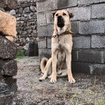 سگ عراقی ار نسل آبی السلیمان