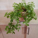 تعدادی گل به قیمت مناسب