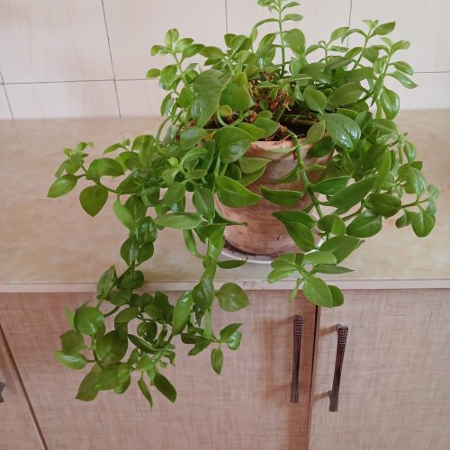 تعدادی گل به قیمت مناسب