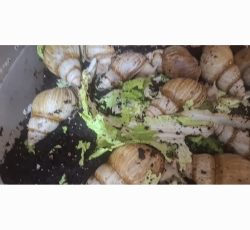 روغن خاویار حلزون ،کرم دست و صورت