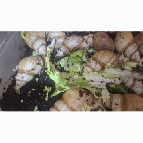 روغن خاویار حلزون ،کرم دست و صورت