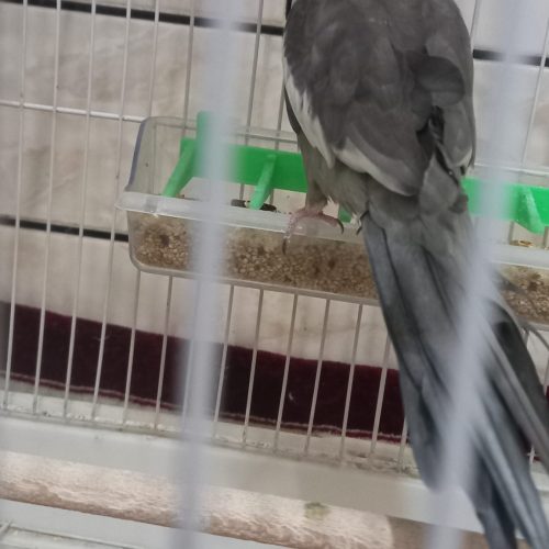 عروس هلندی فوری