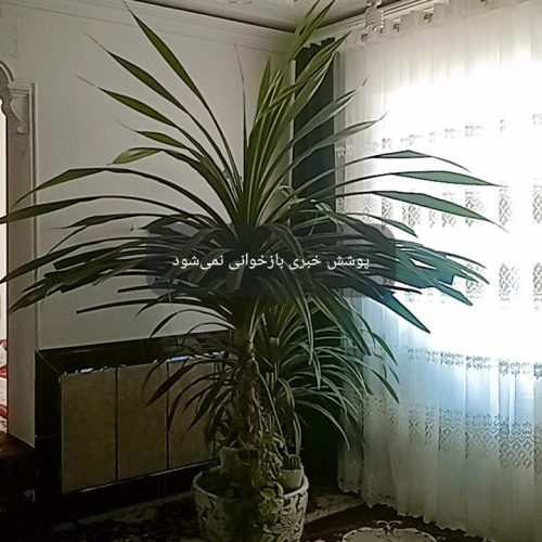 گل آبشاری با 4 سال نگهداری از آن