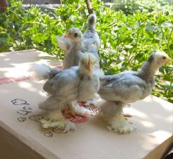 جوجه های کوشین پانتام اصل