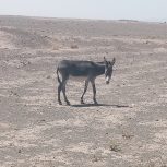 فروش