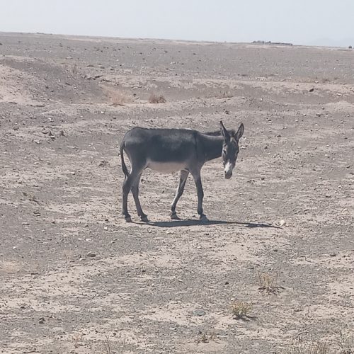 فروش