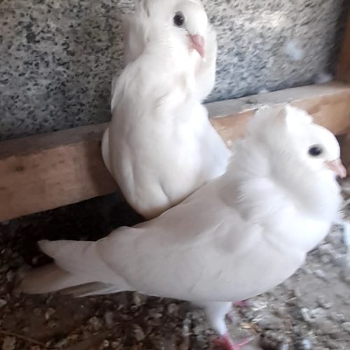 کبوتر سفید هلندی