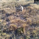 سگ سرابی نژاد دار اصل