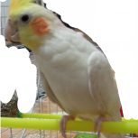 یک عدد عروس هلندی