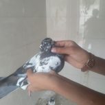 کبوتر پرنده