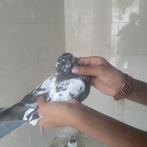 کبوتر پرنده