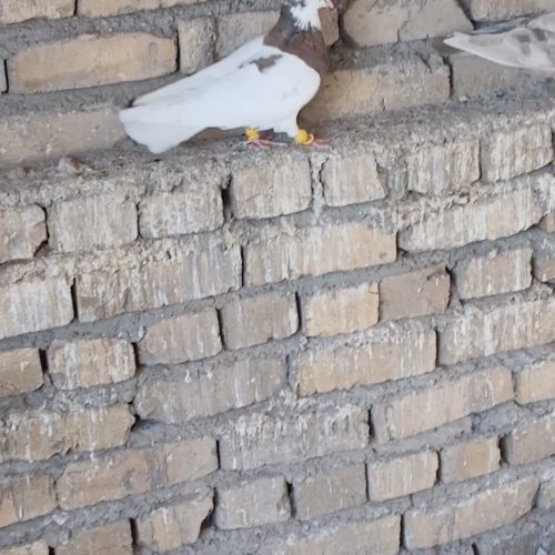 طوقی سرخ هفرنگ