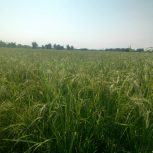 زمین کشاورزی