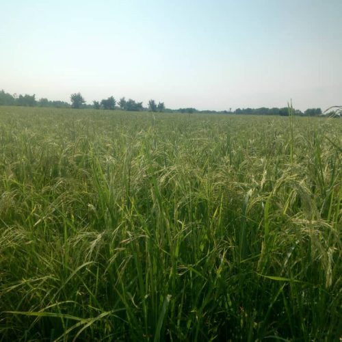 زمین کشاورزی