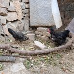 مرغ تخمگذار